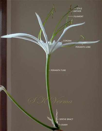   Flower